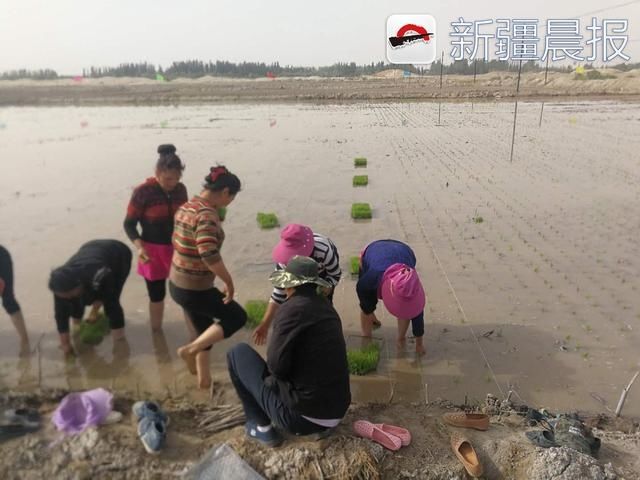 袁隆平海水稻插秧喀什 盐碱地上生机盎然