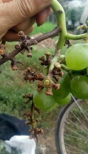 昨日韩城暴雨对农作物无明显影响 葡萄 食用