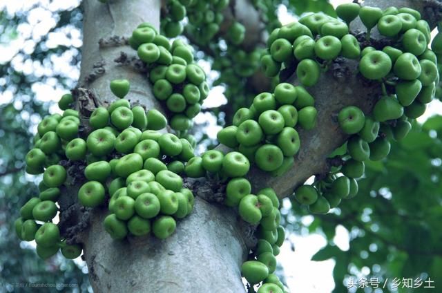 这种水果结在树茎，果实里含蜜，果肉香甜芳香四溢，几乎没人见过