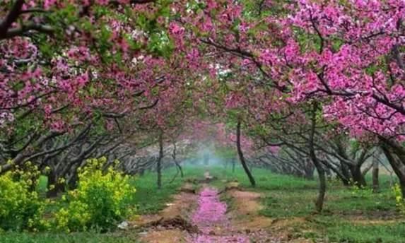 清明踏青赏花何处去？这份赏花地图请收好！
