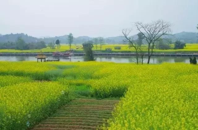 春光灿烂，这些地方的油菜花开成了海