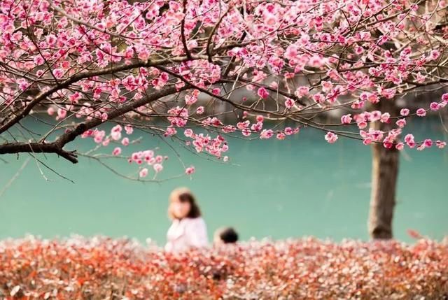 最美赏花地！最大的野生玉兰花海，天然梅博园花期正好丨无门票