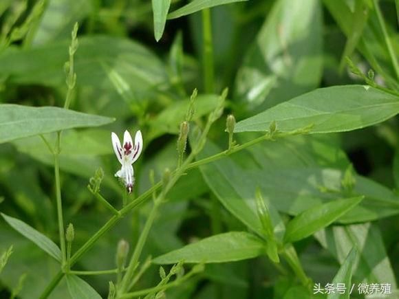 不是骗局，谁种谁赚钱，2018年农业种植好项目推荐