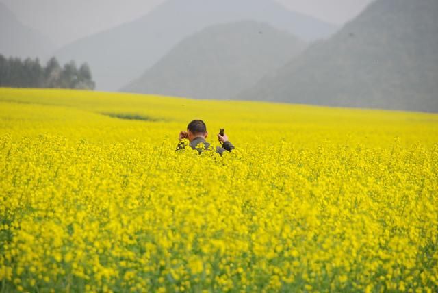 随走札记｜一到春天，罗平就变成了多彩的世界