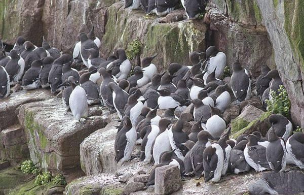 还有这美差？每年只需要工作半年年薪10万，海鲜龙虾任你吃