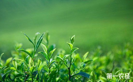 重庆后坪乡:茶叶生产销路畅 村民脸上笑昂昂
