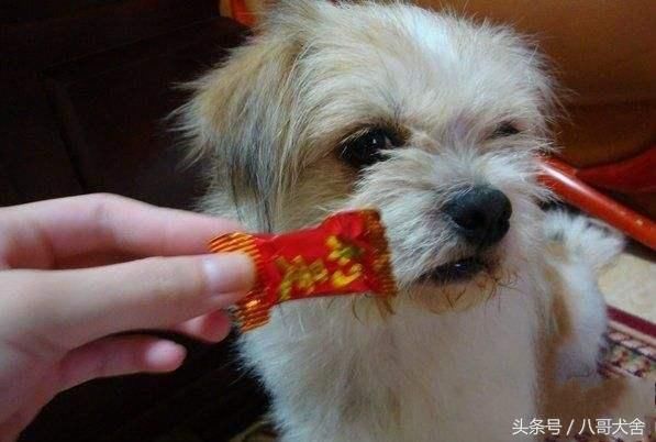 狗狗喂养禁忌,千万不要害了你的爱犬
