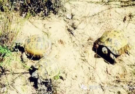新疆稀有的黑腹沙四爪陆龟