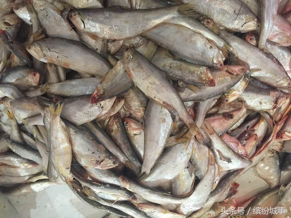 休渔期将至市场的海鲜新鲜好吃不贵这样的大鲅