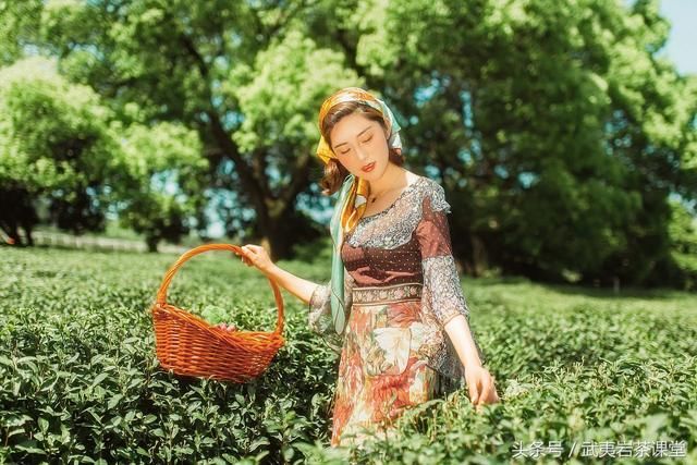 茶叶树种的演化与传播:日本是世界上最早从中