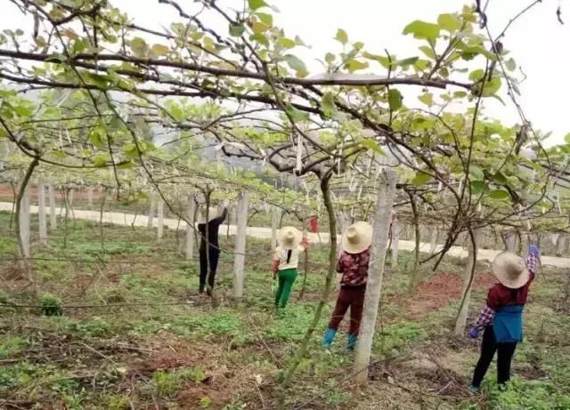 猕猴桃如何抹芽?猕猴桃春节管理重要内容!