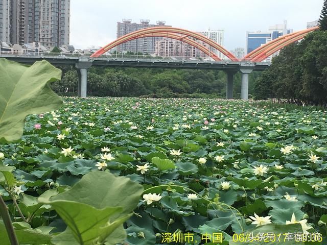 游览深圳美景《洪湖公园》