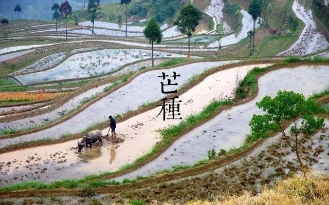 芒种养生:祛湿毒、养心血!