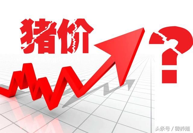 2018年5月下旬猪价能涨起来吗？你怎么看？