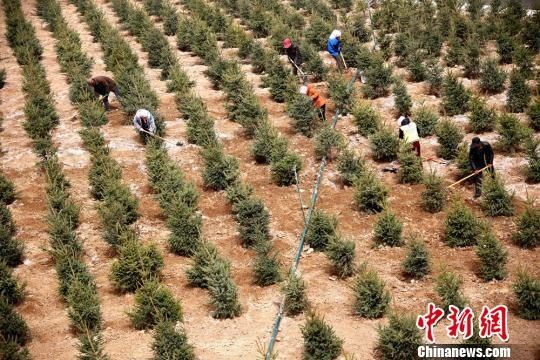 祁连山下栽树忙 治理矿区生态恢复提升地表植被