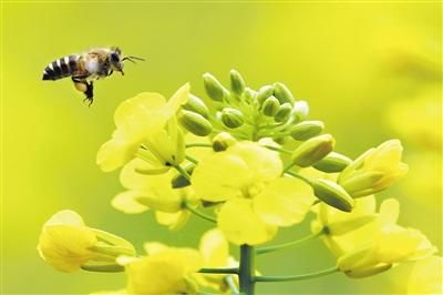 3月百花开 请到花城来