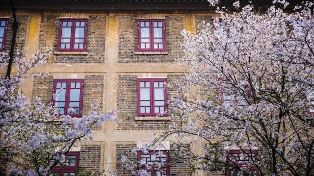 这个春天，最美的樱花都在这了！