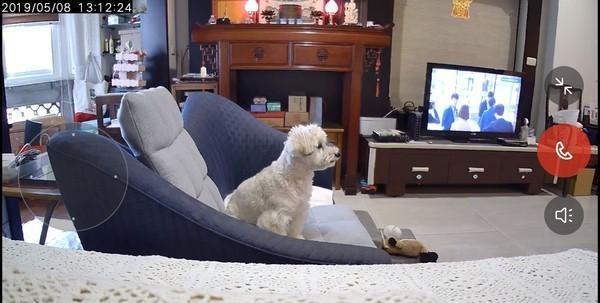 狗狗不吃狗狗不