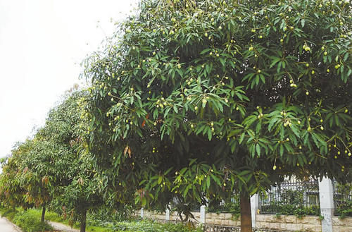 它常被误以为是“芒果”味道香甜如蜜，但却惨遭城里人嫌弃，任凭