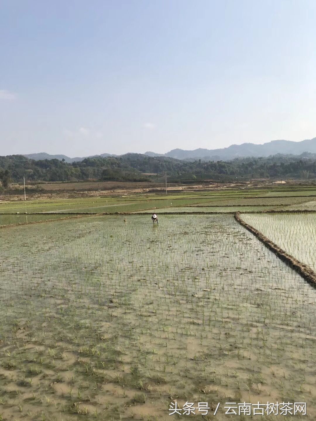 2018年易武茶山行，多日等候第一泡开汤