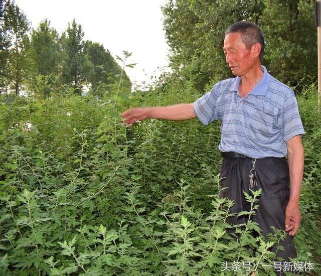 头条正阳老汉的脱贫梦