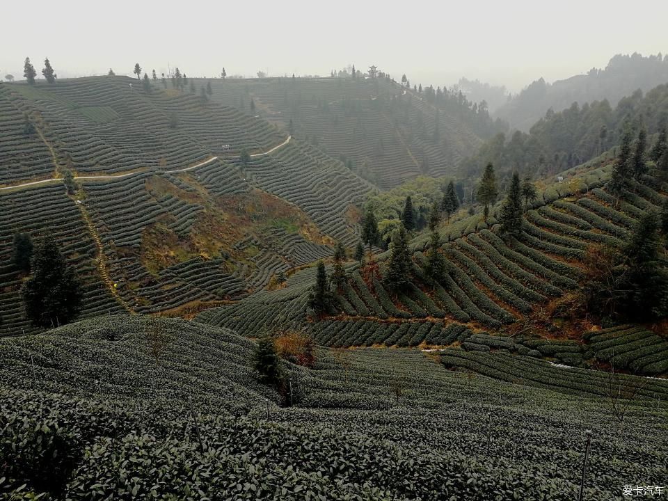 参观牛碾坪万亩观光茶