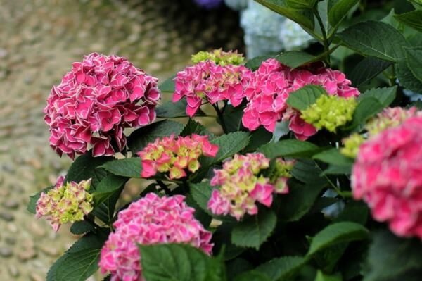 灌木绣球花能在室内养吗?种子价格多少钱一斤?什么时候种植开花