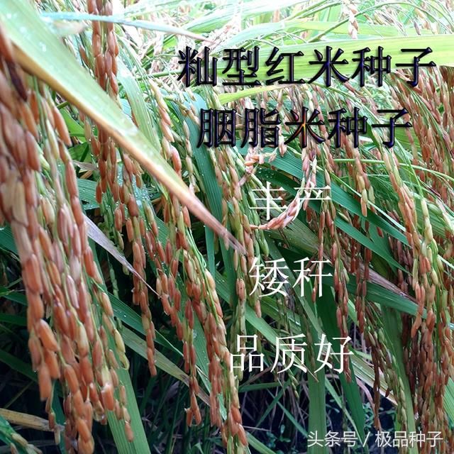 2018，水稻种植大户的“喜”与“优”