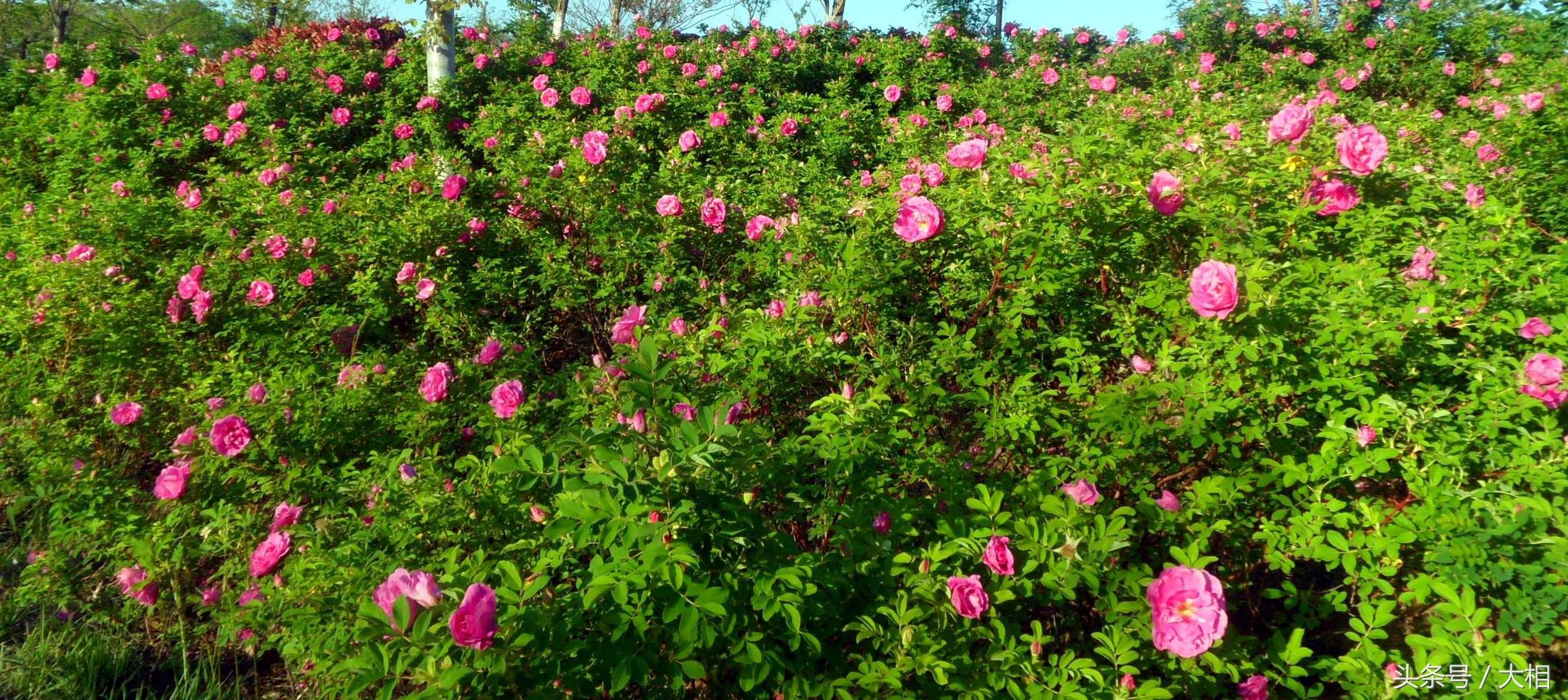 乳山金牛山公园:玫瑰花开香四溢，朵朵鲜花枝头立