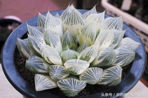 南北方养肉大不同，从玉露来分析各地多肉植物养护方法