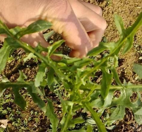 农村人嫌弃它“苦”,拿到城里,城里人按克称着买