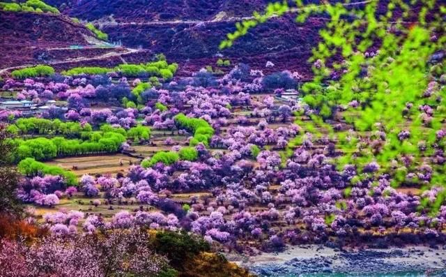 大好春光，3月花开成海！中国最美的10个赏花地，惊艳整个朋友圈