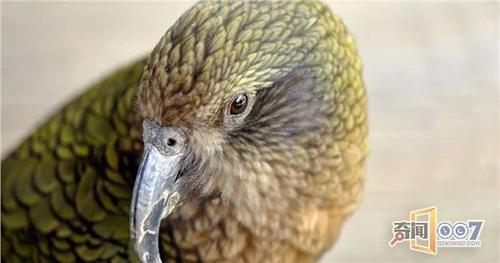 45岁高龄鹦鹉活成精,不吃虫子饲料,最爱吃牛排