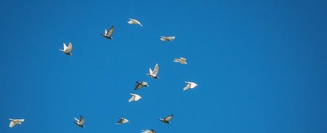 信鸽如何知道确切位置?中国军鸽穿越核爆蘑菇