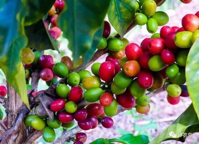 金砖巴西 凭什么成为 新农业超级大国 ?