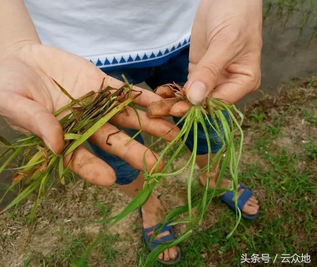 稻田除草，为什么你家田里的草没打死？草龄过大或用水量太少？