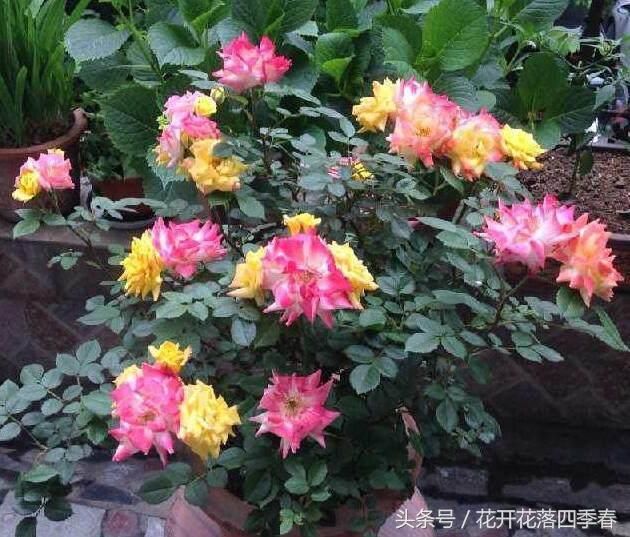 这种花一开就是10个月,花色漂亮又好养,实为春季盆栽最佳选择!
