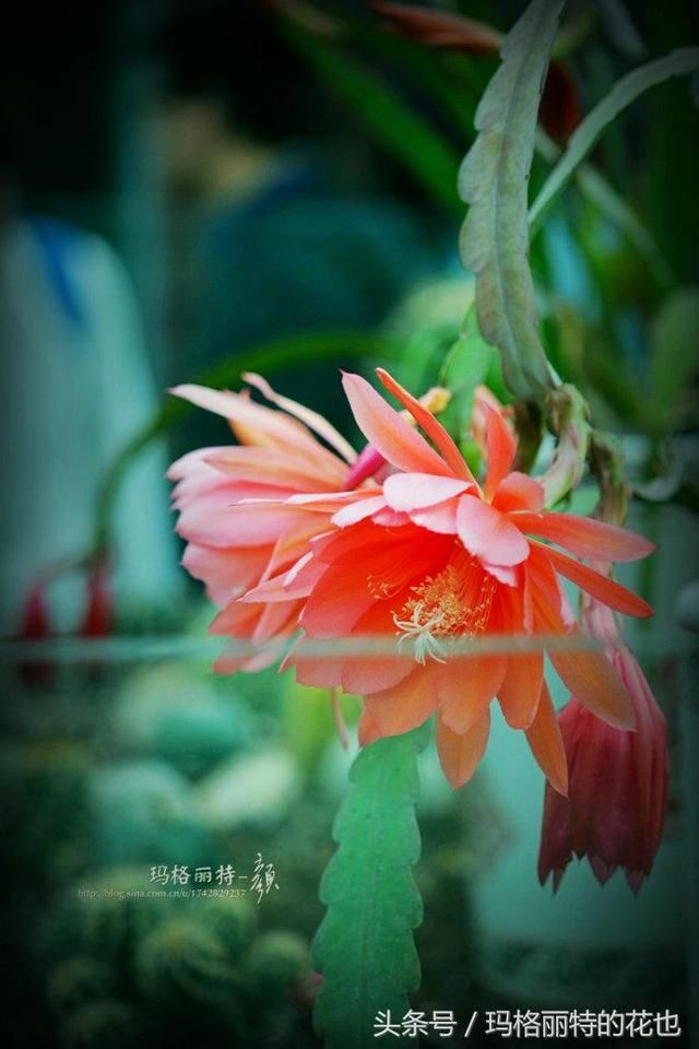 园丁:沙漠风植物,你会上瘾的