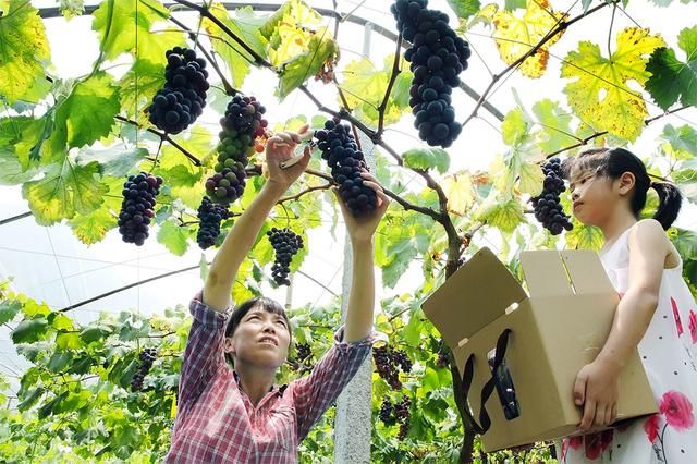 邻家妹妹从国外引进水果，在农村种植成功，年收入几百万