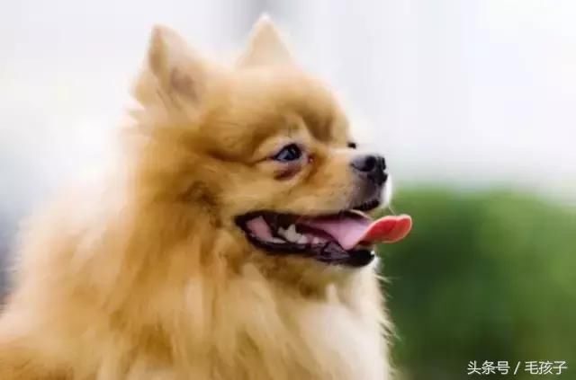 狗泪痕怎么也去除不了,这到底怎么回事?