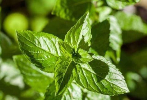 10个贴心减肥妙招!不用节食不用吃药不用健身