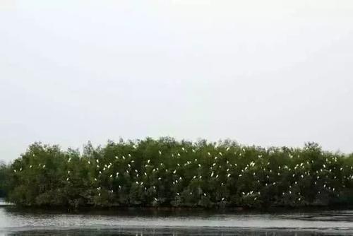 江门的这种鱼，被誉为“鱼类中的天才”！盛夏吃它正当时~丨寻味