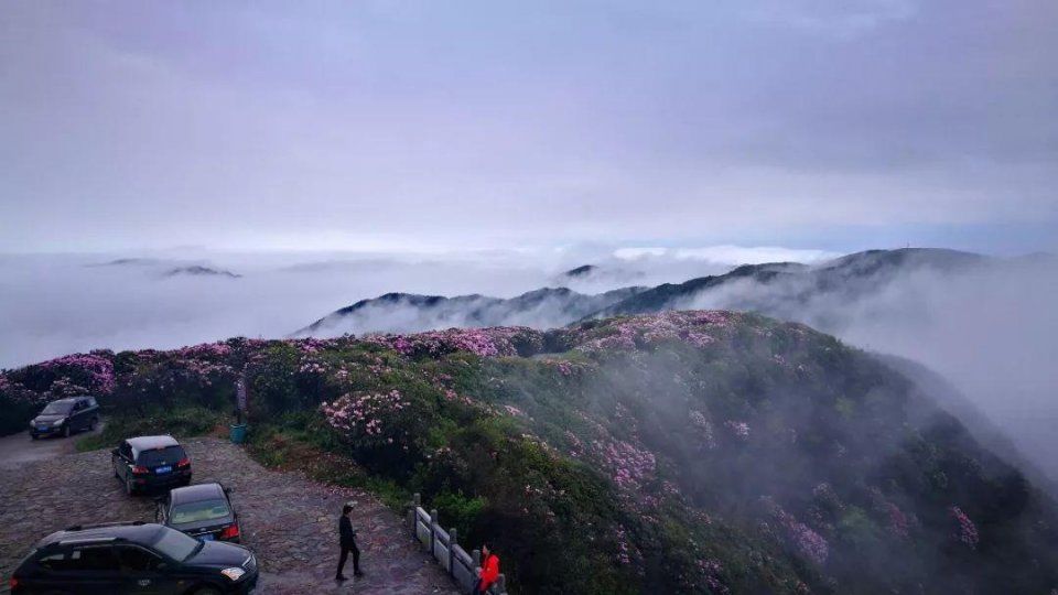 阳明山十万亩杜鹃燃爆 “五一”小长假 本周末仍是最佳花期