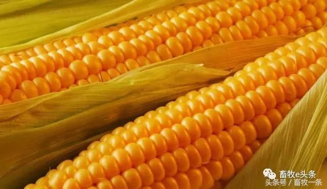 糯玉米是转基因的食品吗 t01bd9efe2237f572c0.jpg