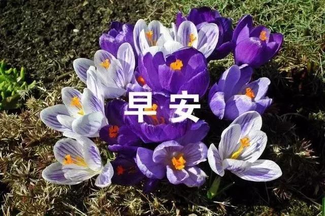 发朋友圈早上好的句子 朋友圈发早上好的词语