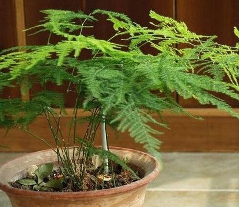 文竹怎么养才能更旺盛?