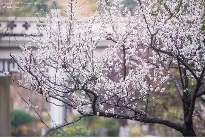 南京玄武春季赏花地图！赶紧来一场和花的约会吧~