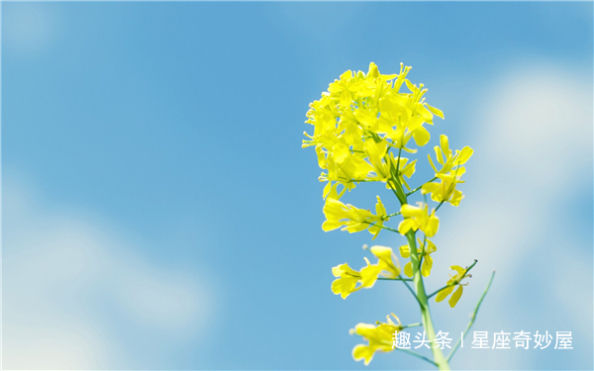 5月末福星当空,伯乐相中,事业喜迎高峰,财运灿烂如虹的生肖 10bet在线娱乐百家乐
