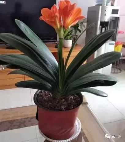 花一派丨机不可失！现在是种君子兰的好时机哦~