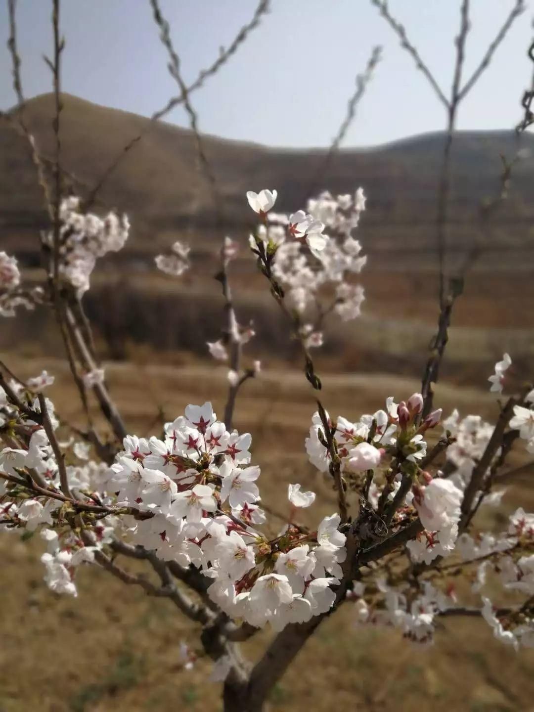 尧京，不仅仅是酒庄，还有春日的乡愁